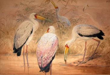 Tantalo indiano, 1856-67